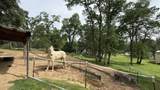 15865 Tadpole Creek Lane - Photo 72
