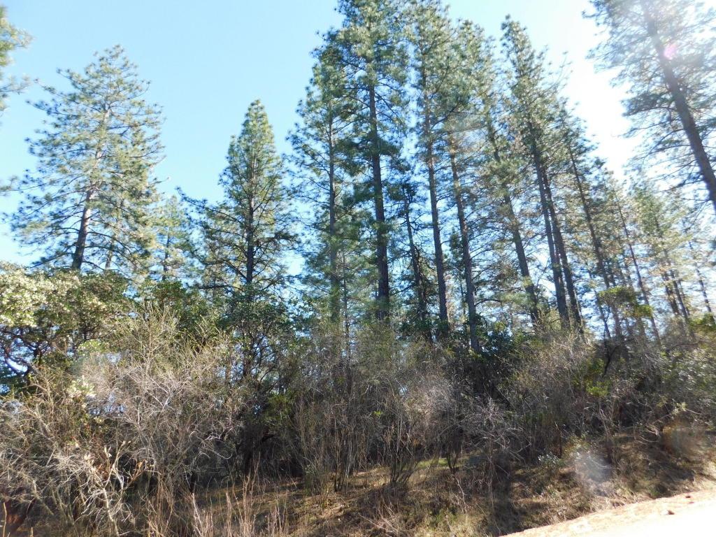 Lot #7 Black Butte Rd - Photo 1