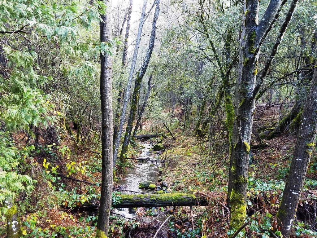 155 Acres Dickerson Rd - Photo 1