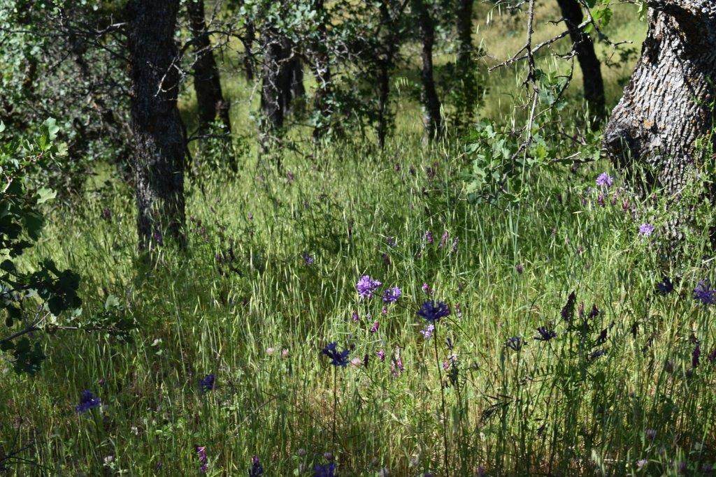 Lot 30 Tract 91-1004 Eagle Valley Ct - Photo 1