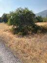 4.75 acres Frisby Rd Road - Photo 7