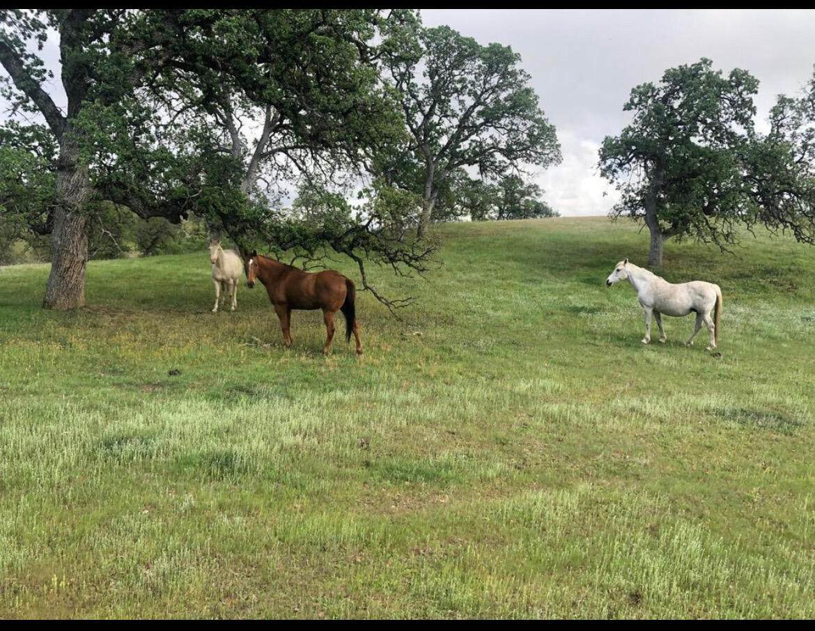  Fiddlers Road - Photo 1