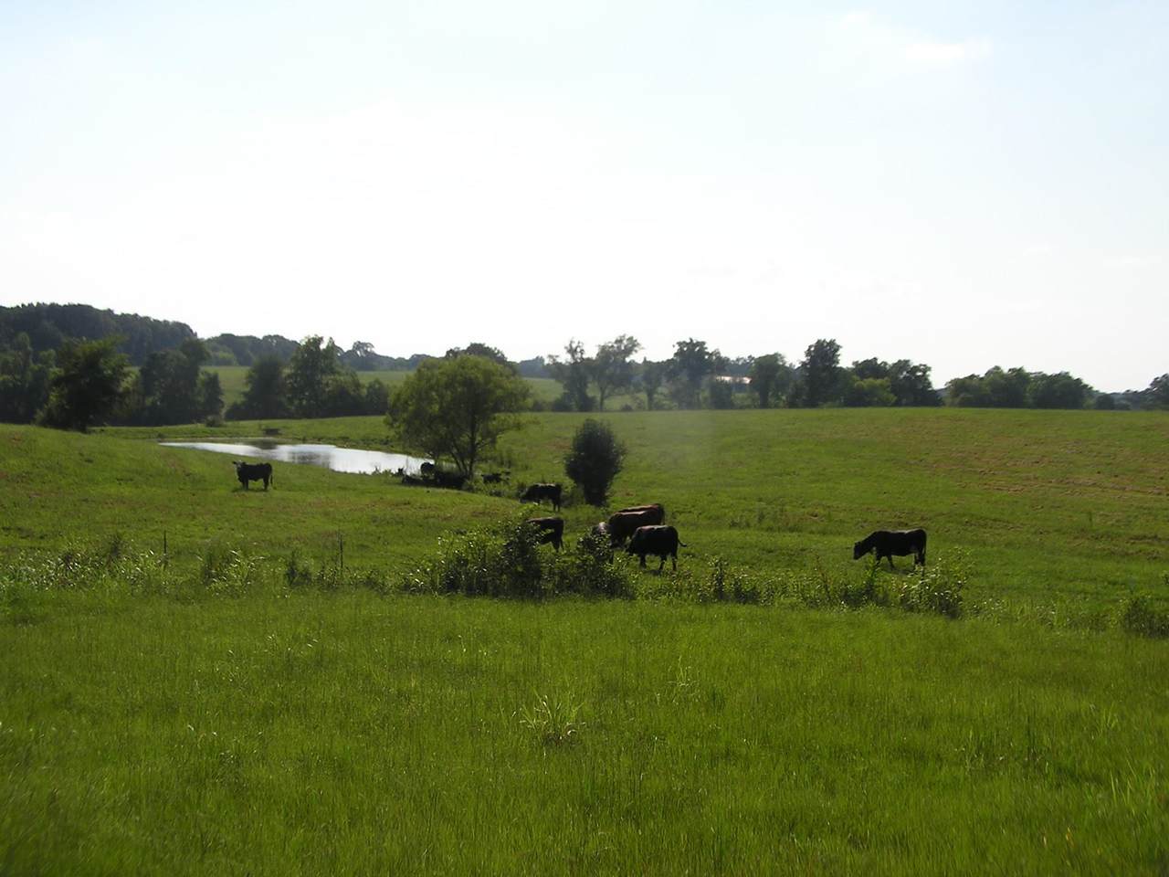 00 Hwy 43 - Photo 1
