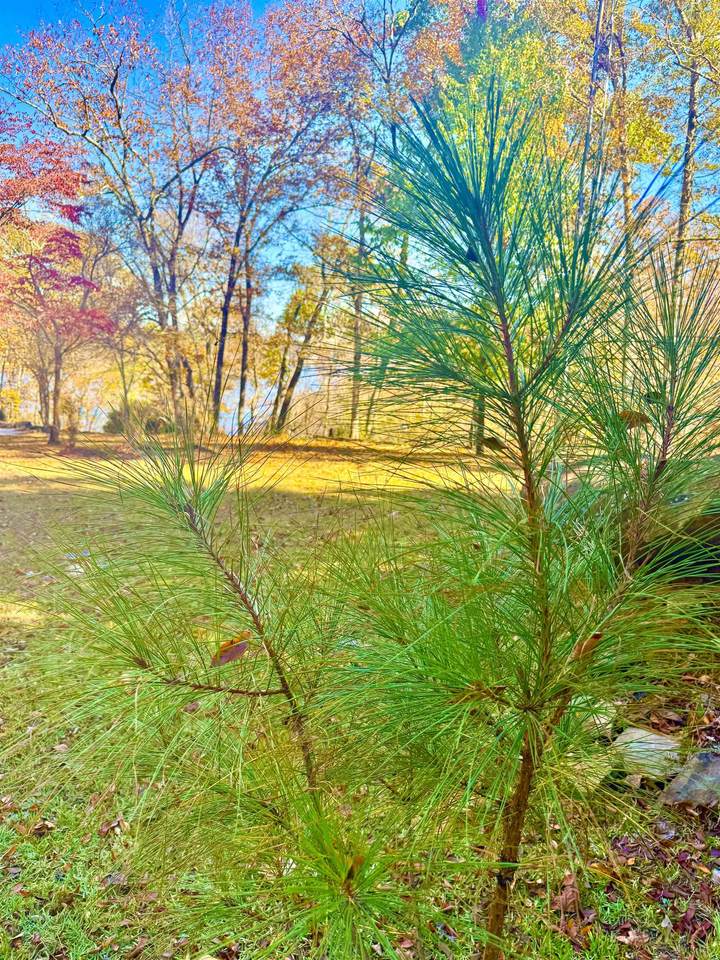 000 Co Rd 129 - Photo 1