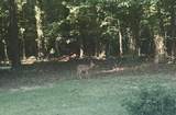 706 Pickwick St - Photo 11