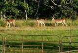 7281 Hwy 48 - Photo 43