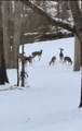 668 Lingerlost Rd - Photo 80