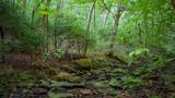 0 Wagnon Mountain Rd - Photo 9