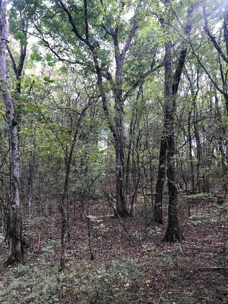 00 Tharptown Springs Rd - Photo 1