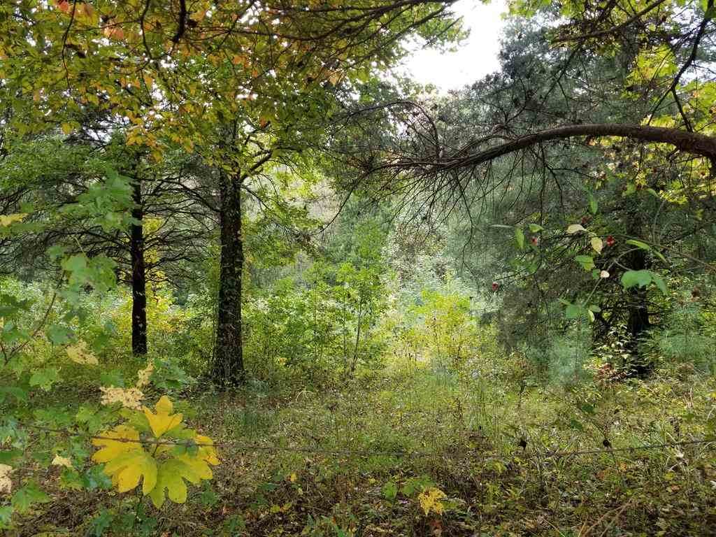 2287 Co Rd 129 - Photo 1
