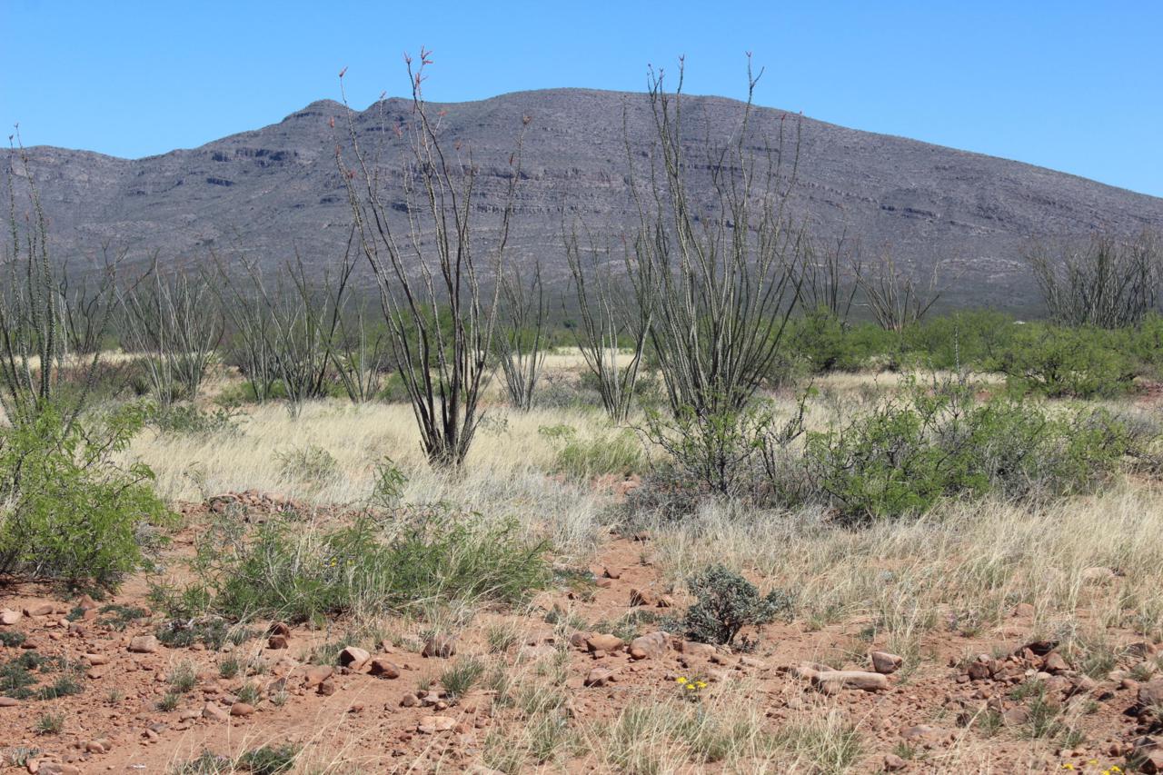 Tbd High Desert Drive - Photo 1