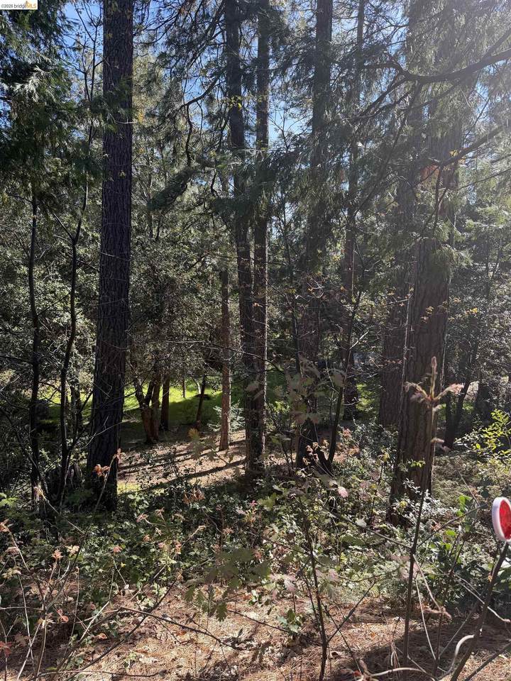  Sandelwood - Photo 1