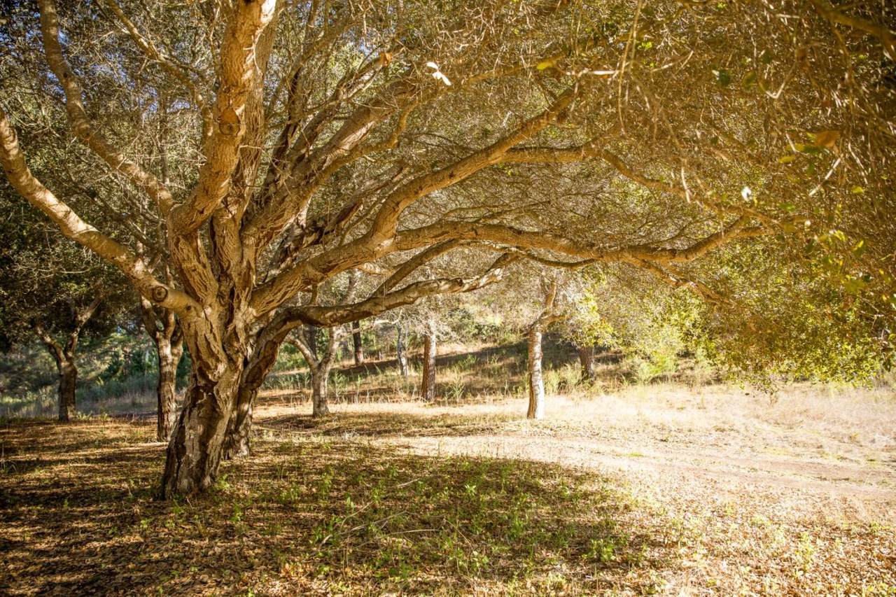 22 Tehama (Lot 37) - Photo 1