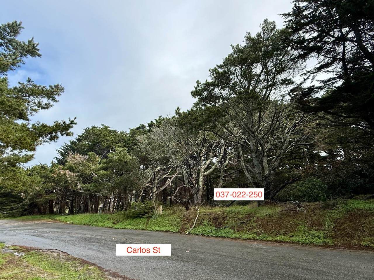 037022250 Carlos - Photo 1
