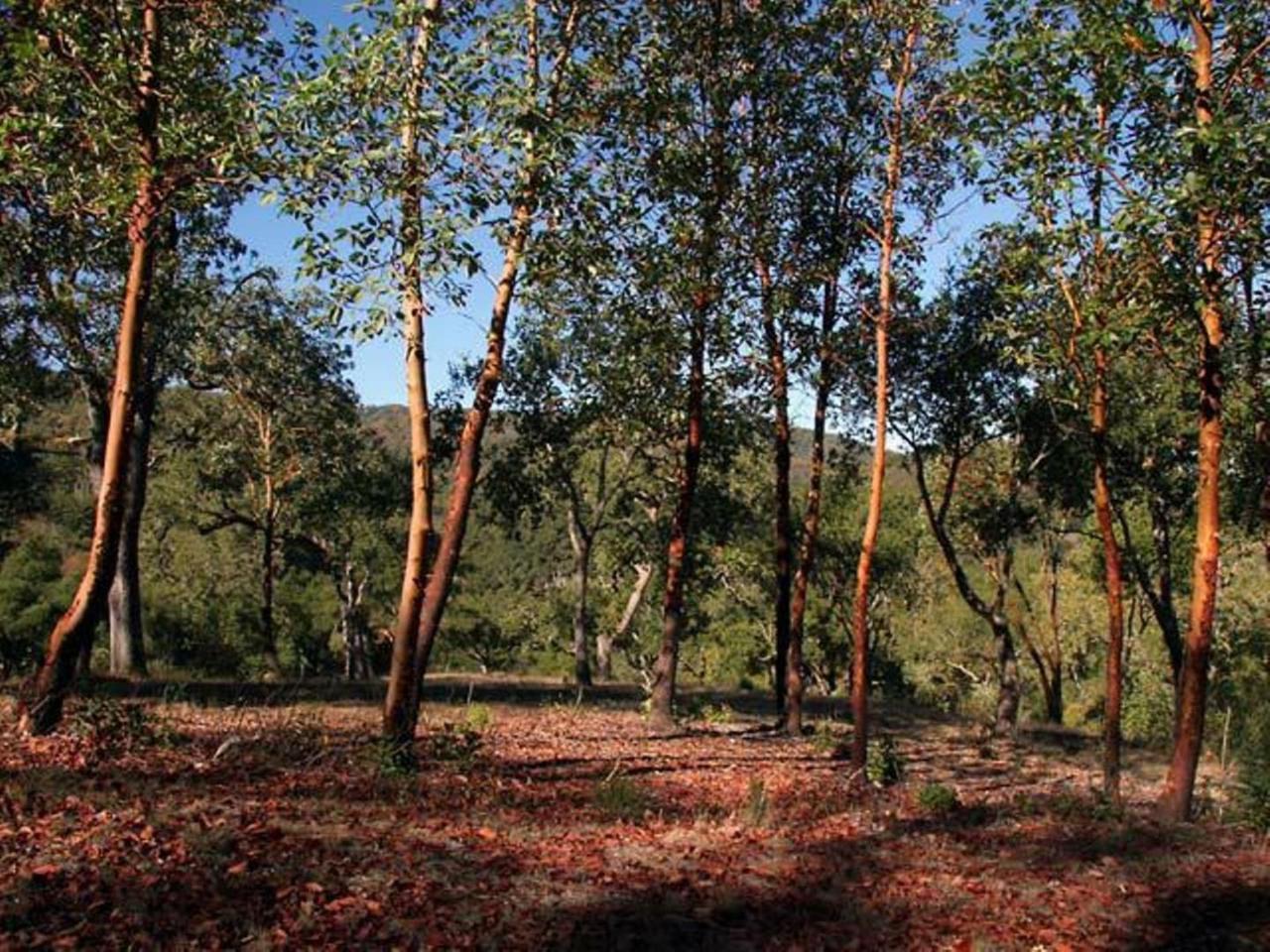 20 Arroyo Sequoia - Photo 1