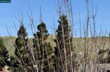 9009 Elk Drive - Photo 27