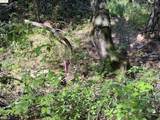 21893 Sawmill Flat Rd - Photo 5