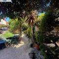 2434 Hibiscus Drive - Photo 37