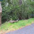 6044 Skyline Blvd - Photo 8