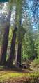 11190 Mcpeak Rd - Photo 7