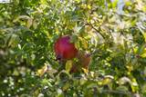 9 Tullach Pl - Photo 84