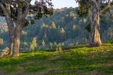 17 Rancho San Carlos Road (Lot 4) - Photo 8