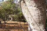 18221 Berta Canyon Rd - Photo 13
