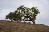 367 San Benancio - Photo 23