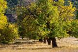 47275 Arroyo Seco Rd - Photo 10