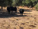 Indian Creek Ranch, 36000 Carmel Valley Rd - Photo 41