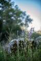 13804205 Pennyroyal Ln - Photo 2