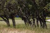 25520 Via Malpaso - Photo 2