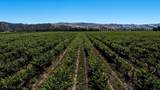 24.5 Acres Cienega Rd - Photo 11