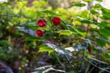 6660 Sobrante Rd - Photo 40