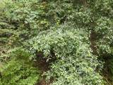 0 Pringle Ln - Photo 13