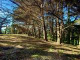 037022250 Carlos - Photo 3