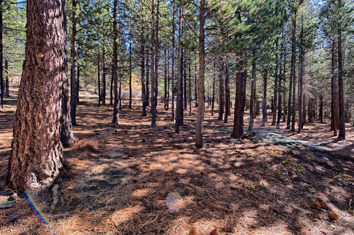 15416 Alder Creek Rd - Photo 1