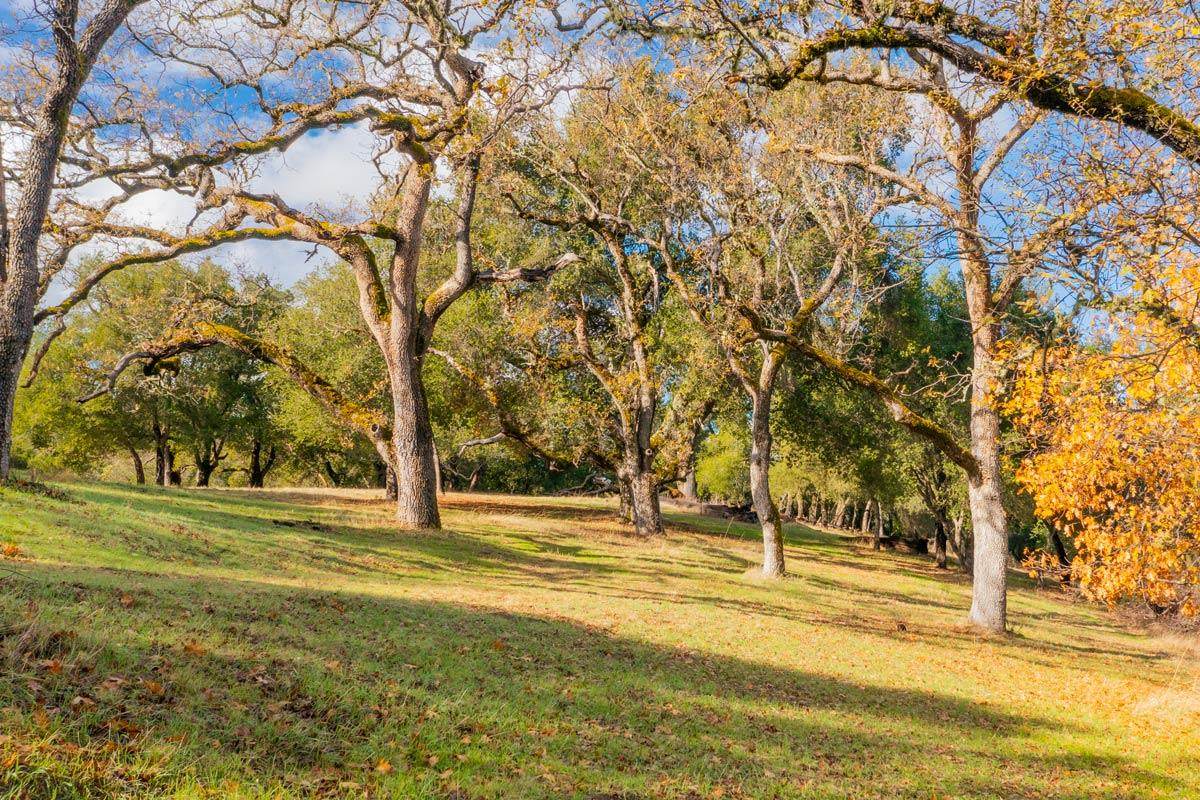 36 Arroyo Sequoia (Lot 117) - Photo 1