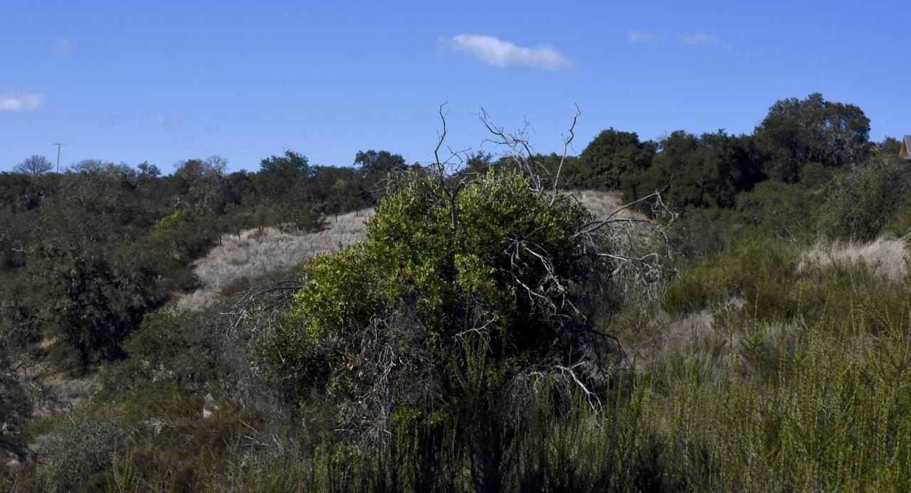 120 Trampa Cyn - Photo 1
