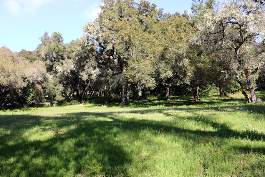 12 Arroyo Sequoia - Photo 1