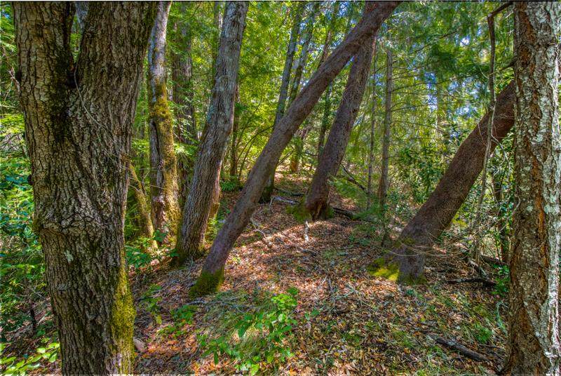 Lot 61 Quigg Way - Photo 1