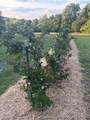 2350 Whiskey Hollow Road - Photo 40
