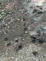  Goat Hollow Road - Photo 13