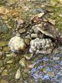  Goat Hollow Road - Photo 14