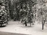 2939 Squaw Valley Road - Photo 37