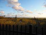 120 Dunlin - Photo 62