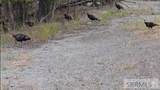 381 Carmen Creek Road - Photo 50