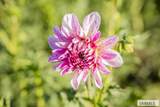 365 150 W - Photo 132