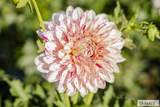 365 150 W - Photo 12