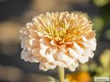 365 150 W - Photo 130